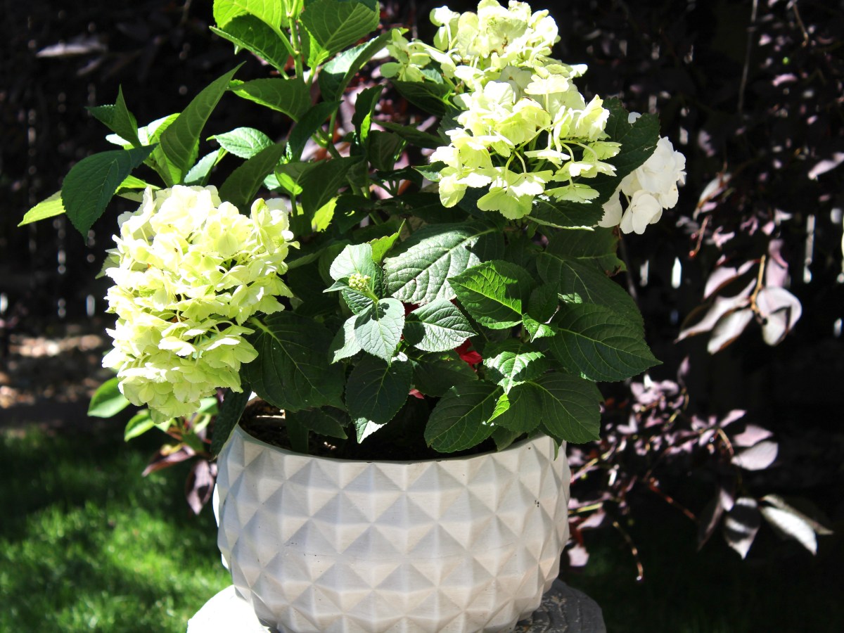 How To Care For Potted&nbsp;Plants